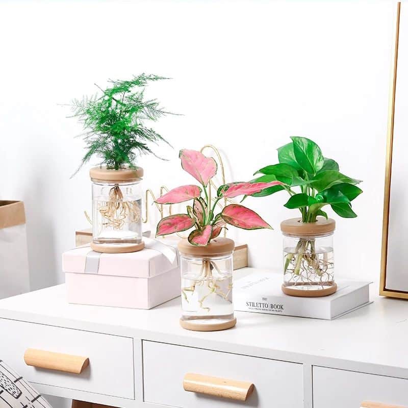 transparent-hydroponic-plant-pots-for-stylish-home-display